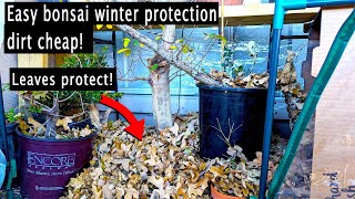 How to protect your bonsai during winter avoid freezing [upl. by Hankins443]