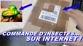 unboxing COLÉOPTÈRES Brillants cétoines Chlorocala africana  linsecterie Pascal Aquariums Naturels [upl. by Aseeral]