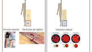 Clase Virtual sobre Regulación del Volumen Circulante Efectivo [upl. by Aivatnohs]