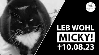 IN GEDENKEN AN KATER MICKY  †100823 [upl. by Eisset]