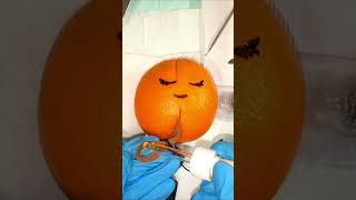 ASMR Grapefruit Appendectomy SurgerySatisfyingasmrshortsshortvideosurgeryfruit surgeryrelax [upl. by Lareneg]