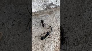 Kidnapping Ants in Action Watch Till the End ants antkeeping antscolony [upl. by Michal]