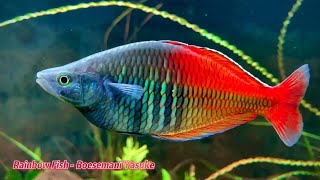 Rainbow Fish  Boesemani Yasuke  Thạc Wild Yasuke [upl. by Iam192]