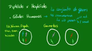 Diplóide versus Haplóide [upl. by Mariano]