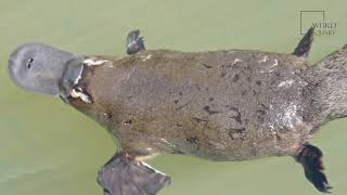 Platypus  is a small species of semiaquatic mammal indigenous to the eastern coast of Australia [upl. by Luhar]