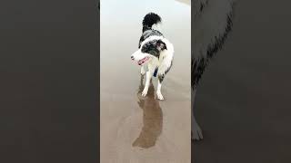 Tiburoncin uh ha ha nemo bordercollie mar playa humor [upl. by Survance227]