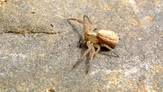 Xysticus cristatus  Krabbenspinne  Crab Spider [upl. by Johiah]