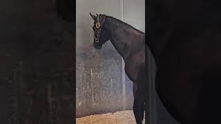 horsesoftiktok usa🇺🇸 carrerasdecaballos caballos carreras usa horsetok horselover [upl. by Layap55]