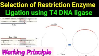 T4 DNA Ligase ll Ligation ll working principle ll Selection of Restriction enzymes [upl. by Miahc]