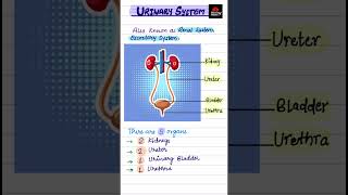 Urinary SystemRenal SystemExcretorySystemkidneydoctor shortsnursingstudy anatomybscnursing [upl. by Alvera]