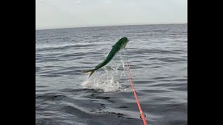 Pêche magnifique dorade coryphène en kayak au leurre [upl. by Ariel]