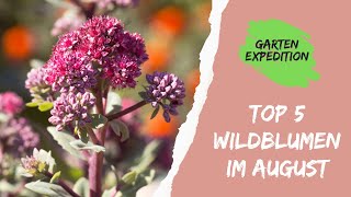 Top 5 Wildblumen im August  Trachtfließband  Gartenexpedition naturgarten [upl. by Aivila417]