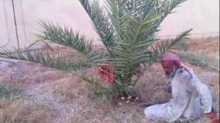 Cropping the Small Dates Tree  Dates Palm Trees Baby Plants How to Separate Dates Palm Offshoots [upl. by Adekahs842]