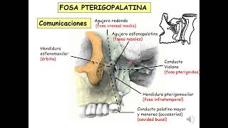 Cráneo FOSA TEMPORAL INFRATEMPORAL Y PTERIGOPALATINA [upl. by Eelanna459]