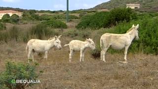 Asinara  Il regno degli asini bianchi  Sardegna [upl. by Eivets]