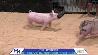 2748 CROSSBRED GILT  Heimer Hampshires Sept 23 2024 Sale [upl. by Yacov468]