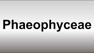 How to Pronounce Phaeophyceae [upl. by Fasano]