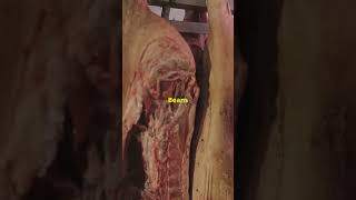 Sawney Bean Scotlands Cannibal Clan hauntedhistory scary fyp foryou spooky horrorstories [upl. by Siuraj]