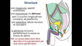 Anatomie de la vessie [upl. by Moselle]