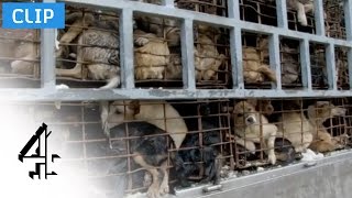 Truckload of Dogs  Unreported World Vietnams Dog Snatchers  Channel 4 [upl. by Lledrac]