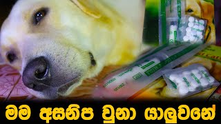 ටිකක් අමාරුයි මට  I got sick [upl. by Ailemaj]