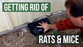 Getting rid of rats and mice with poison baits or glue boards [upl. by Lunn]