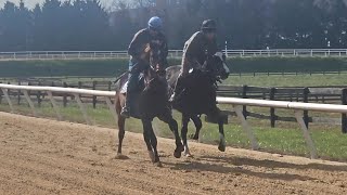 Yearlings Rockyhumor and Exciter galloping on 1115 [upl. by Aaron]