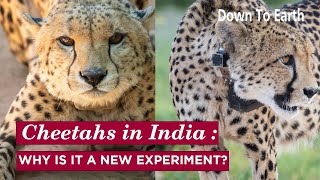 Cheetahs in India  Why is it a new experiment [upl. by Stempson962]