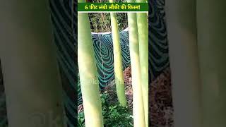 डॉ शिवपूजन सिंह ने ईज़ाद की 6 फ़ीट लंबी लौकी की किस्म  Lauki Ki Kheti  Bottle Gourd  shorts [upl. by Alby28]