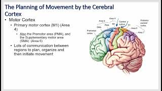 Motor Systems and Reflex Physiology [upl. by Russom]