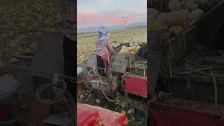 Sarda Machine China 😱😱🔥youtubeshorts machine shortsviral agriculture [upl. by Kalvn]