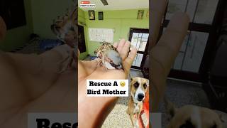 Rescue A Bird Mother 🥹  minivlog [upl. by Shanon283]