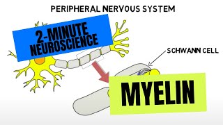 2Minute Neuroscience Myelin [upl. by Illac395]