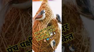 Yah panch pakshi jinka Ghar per aana Shubh 🐧🦅🐦🦉🕊️ mahakutami spiritualindia viralshort [upl. by Hsatan]