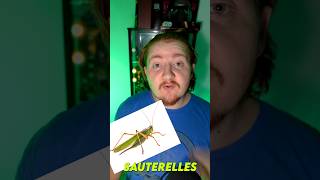 les sauterelles ont un aiguillon 🦗 insolite animaux nature sauterelles [upl. by Liu]