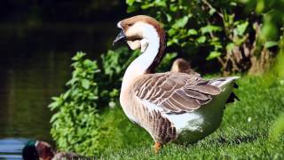 African Goose Anser cygnoides  Graubraune Höckergans [upl. by Ilram]