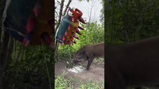 Amazing Most Building Beautiful House Wild Pig Trap Using Gas Cylinder wildanimal animals short [upl. by Darcia607]