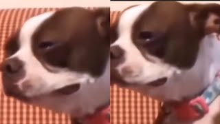 Brown Boston Terrier Crying ORIGINAL CLIP Video Meme viral [upl. by Anam592]