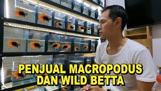 PENJUAL MACROPODUS DAN WILD BETTA [upl. by Einaej]