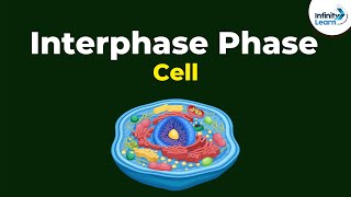 Phases of Interphase  Cells  Dont Memorise [upl. by Scribner]