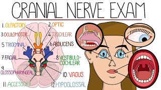 The Cranial Nerve Examination Includes Name amp Function Mnemonics [upl. by Sices]