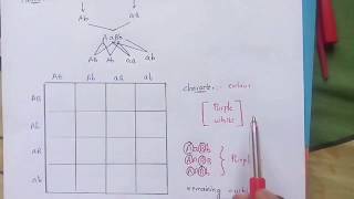 EPISTASIS part2  DUPLICATE RECESSIVE EPISTASIS  POLYMERIC GENE INTERACTION  BY PHANINDRA [upl. by Elladine]