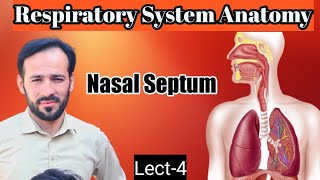 04 Nasal Septum  Nasal Septum anatomy  Anatomy of Nasal septum  Respiratory system anatomy [upl. by Esiahc]