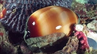 Molluscs  Reef Life of the Andaman  Part 14 [upl. by Leund59]