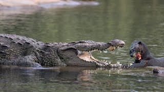 Can Otter Escape When Across The River Has Many Crocodiles [upl. by Sigrid580]