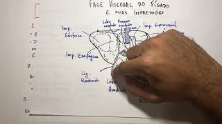 Fígado  Ligamentos  Anatomia em 3 min [upl. by Haodnanehs]