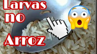 Larvas No Arroz Não Jogue O Arroz fora antes de ver esse video 😳 [upl. by Leinad449]