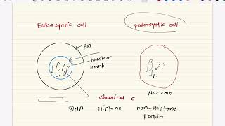 chromosome [upl. by Fitzger]