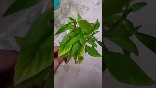 fragrance vala plant kya aapne kbi dekha hshortsplant [upl. by Goldina]