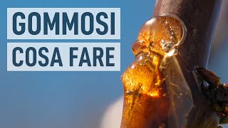 GOMMOSI ALBERI da frutto Rimedio FAI DA TE [upl. by Sivia]